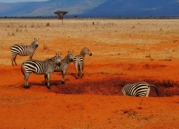 Kenya savannah landscape