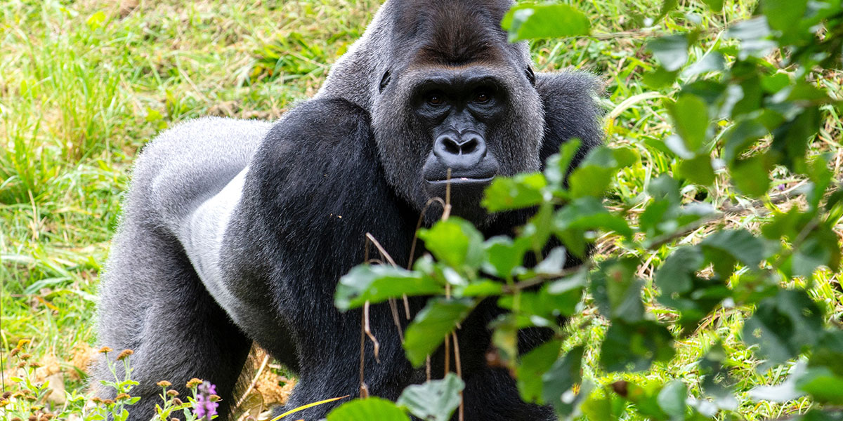 Rwanda mountain gorillas